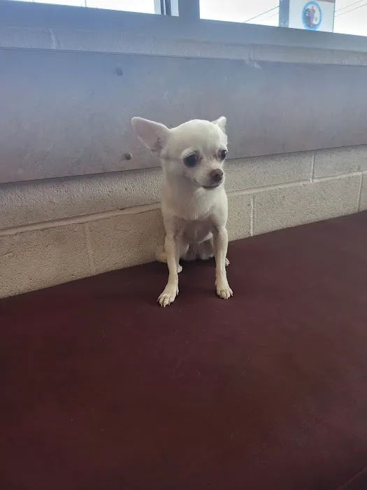Pasternak Veterinary Center 4