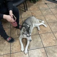 VCA Animal Medical Center of Southern California ico