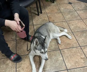 VCA Animal Medical Center of Southern California