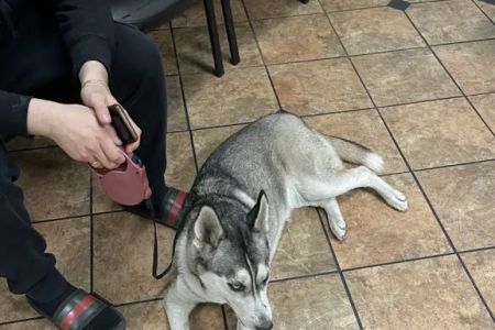 VCA Animal Medical Center of Southern California