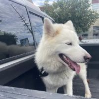 Shelter Veterinary ico