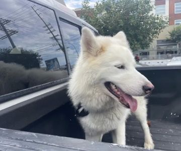 Shelter Veterinary