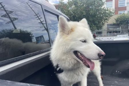 Shelter Veterinary