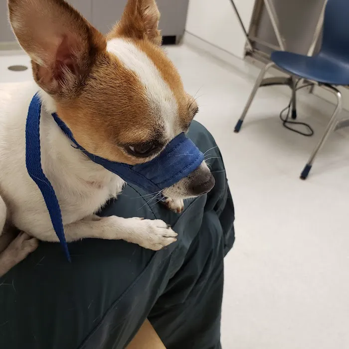 Shelter Veterinary 12
