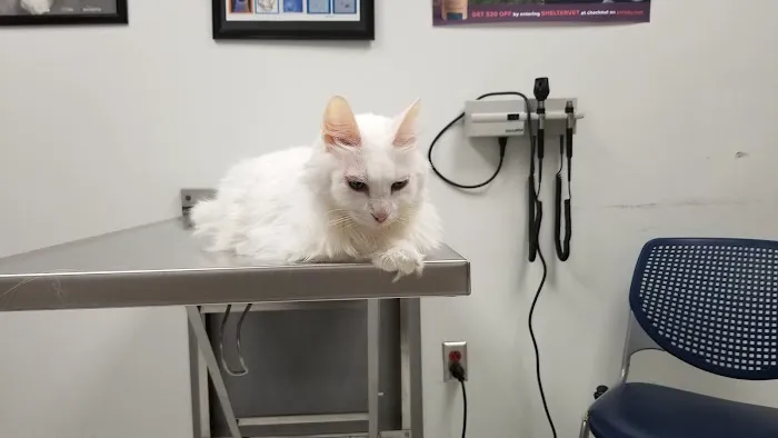 Shelter Veterinary 12