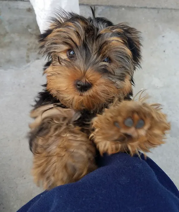 Foothill Animal Hospital Best Upland Vet 12