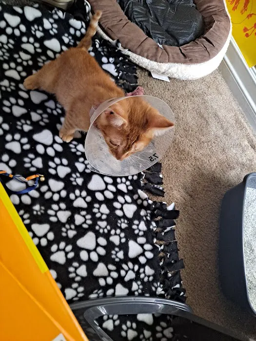 Foothill Animal Hospital Best Upland Vet 12
