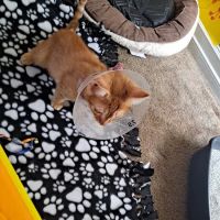 Foothill Animal Hospital Best Upland Vet ico