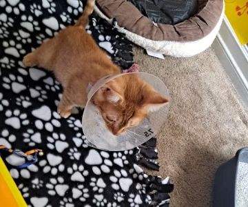 Foothill Animal Hospital Best Upland Vet