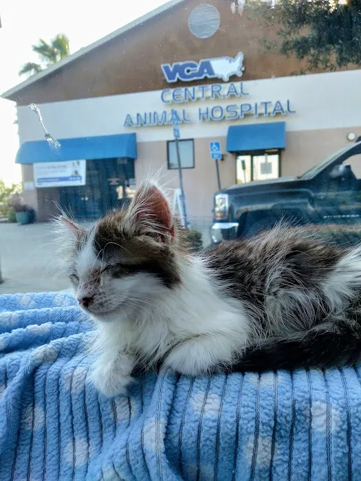 VCA Central Animal Hospital 12