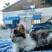 VCA Central Animal Hospital ico