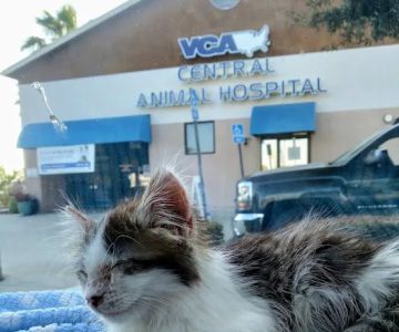 VCA Central Animal Hospital