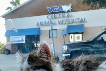 VCA Central Animal Hospital