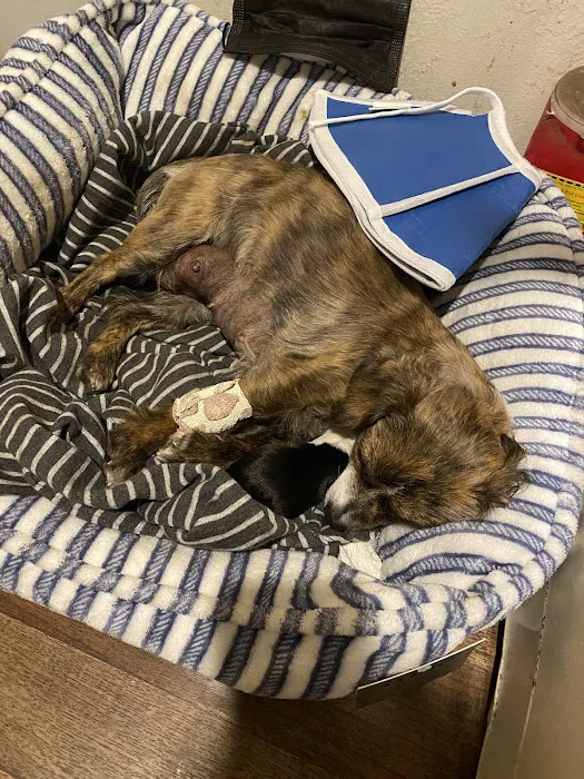 VCA Central Animal Hospital 12
