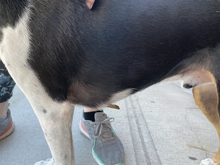 VCA Central Animal Hospital 12