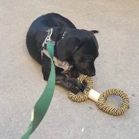 Mountain Avenue Animal Hospital: Kim Helen DVM ico