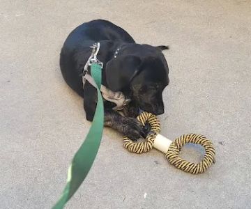 Mountain Avenue Animal Hospital: Kim Helen DVM