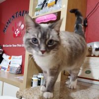 Mountain Avenue Animal Hospital ico