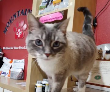 Mountain Avenue Animal Hospital
