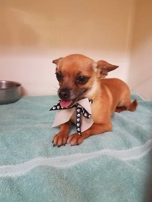 Mountain Avenue Animal Hospital 3