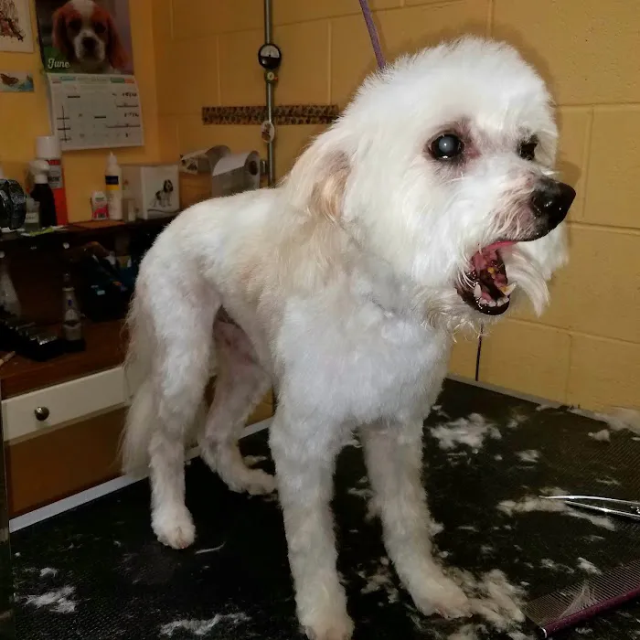 Mountain Avenue Animal Hospital 6