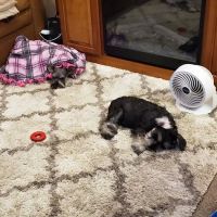 Claremont Veterinary Hospital ico