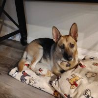 Country Animal Clinic Inc. ico