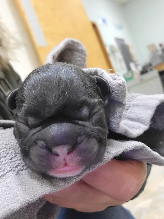 Euclid-Walnut Pet Clinic 12