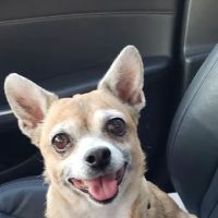 Euclid-Walnut Pet Clinic ico