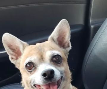 Euclid-Walnut Pet Clinic
