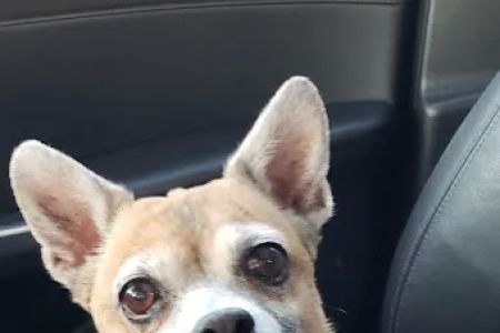 Euclid-Walnut Pet Clinic