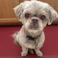 Eye Care for Animals ico