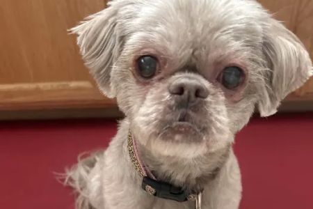 Eye Care for Animals