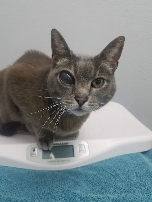 Eye Care for Animals 12