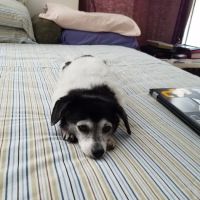 We Talk Pets! Animal Hospital ico
