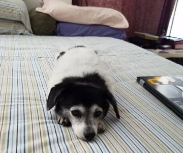 We Talk Pets! Animal Hospital