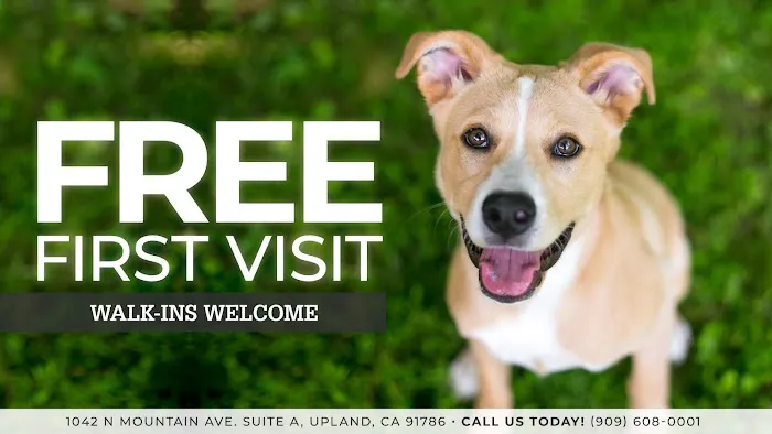 We Talk Pets! Animal Hospital 12