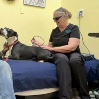 Therapaws ico