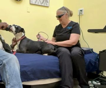 Therapaws