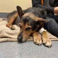 MarQueen Pet Emergency & Specialty ico
