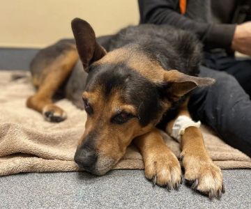 MarQueen Pet Emergency & Specialty