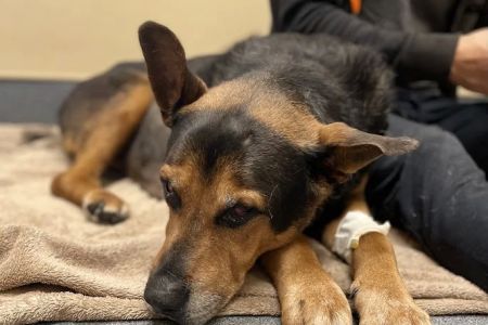 MarQueen Pet Emergency & Specialty