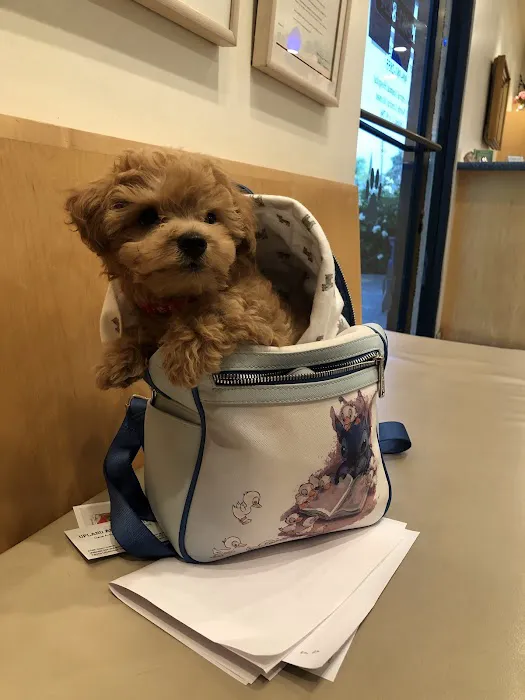 Mountain View Veterinary Hospital 1