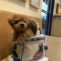 Mountain View Veterinary Hospital ico