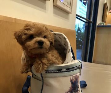 Mountain View Veterinary Hospital