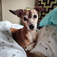 Affordable Pet Care ico