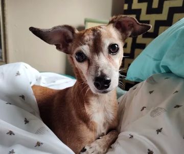 Affordable Pet Care