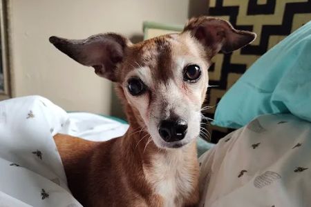 Affordable Pet Care