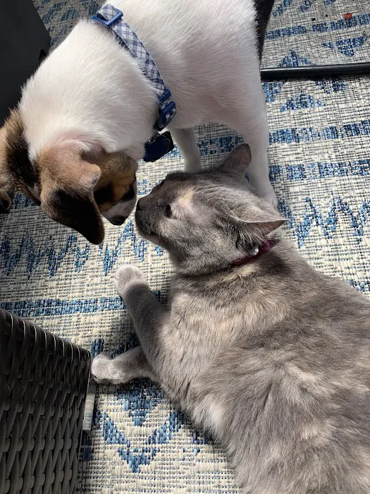 Affordable Pet Care 4