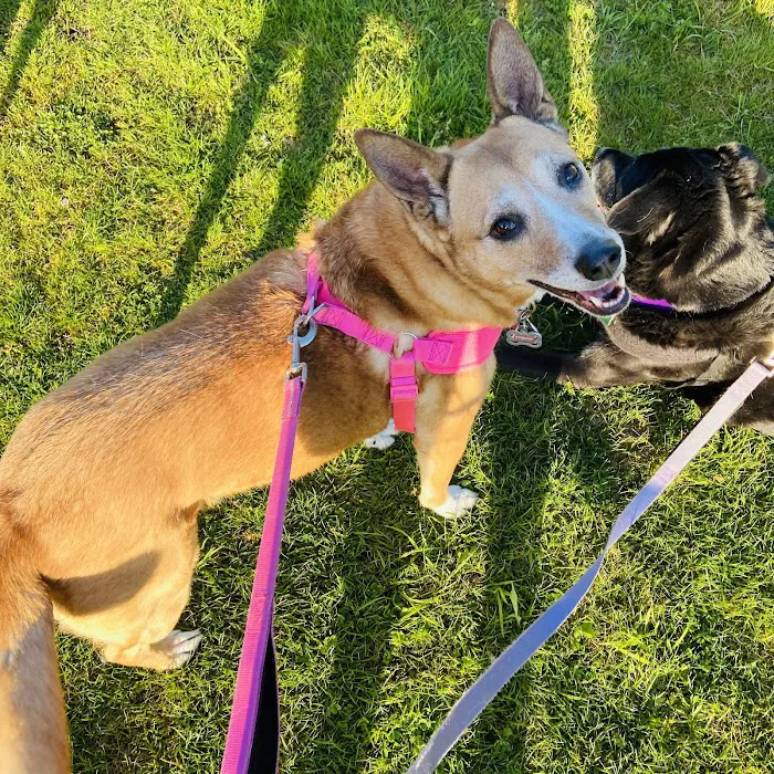 Affordable Pet Care 8